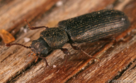 Lyctus planicollis