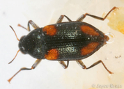 Optioservus quadrimaculatus