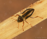 Dubiraphia vittata