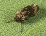 Hadrobregmus notatus