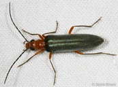 Xanthochroa californica