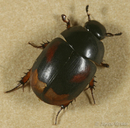 Sphaeridium scarabaeoides