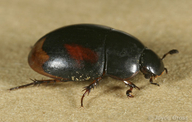 Sphaeridium scarabaeoides
