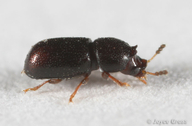 Ceracis californicus