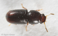 Ceracis californicus