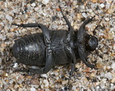 Cremastocheilus quadratus