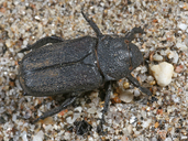 Cremastocheilus quadratus