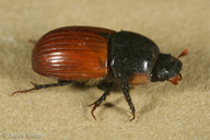 Aphodius fimetarius