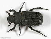 Cremastocheilus armatus montanus