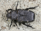 Cremastocheilus angularis