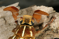 Polyphylla decemlineata