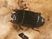 Platysoma leconti