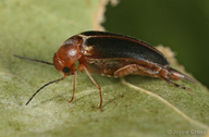 Mordellistena fuscipennis