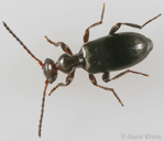Ischyropalpus nitidulus