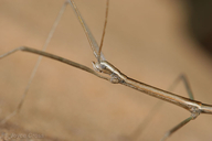 Pseudosermyle stramineus