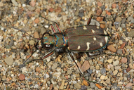 Cicindela oregona