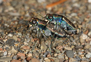 Cicindela oregona