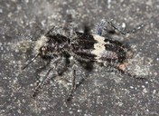 Enoclerus sphegeus