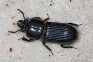 Odontotaenius disjunctus