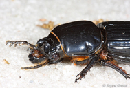 Odontotaenius disjunctus