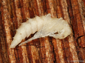 Cephaloon bicolor