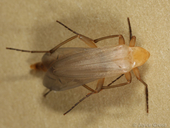 Cephaloon bicolor