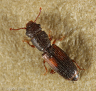Hesperobaenus abbreviatus