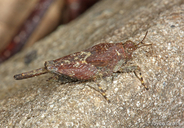 Tetrigidae