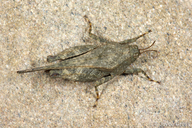 Tetrigidae