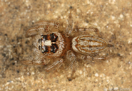 Salticidae