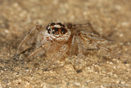 Salticidae