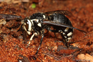 Dolichovespula maculata