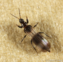 Thysanoptera
