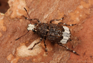 Eurymycter tricarinatus