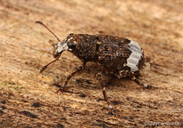 Eurymycter tricarinatus