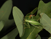 Meconema thalassinum