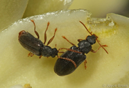 Mycterus quadricollis