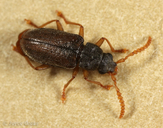 Mycterus quadricollis
