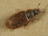 Eronyxa pallida