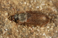 Eronyxa pallida