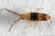 Entomobrya clitellaria