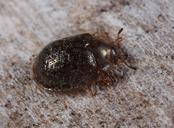 Thymalus marginicollis