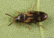 Mycetophagus melsheimeri