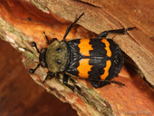 Nicrophorus tomentosus