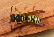 Ancistrocerus catskill