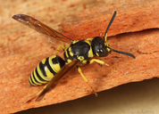 Ancistrocerus catskill