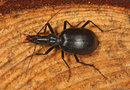 Scaphinotus longiceps