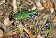 Cicindela tranquebarica sierra