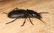 Pterostichus lama