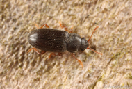 Telmatophilus typhae